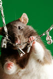 Rats Bracelet | Silver